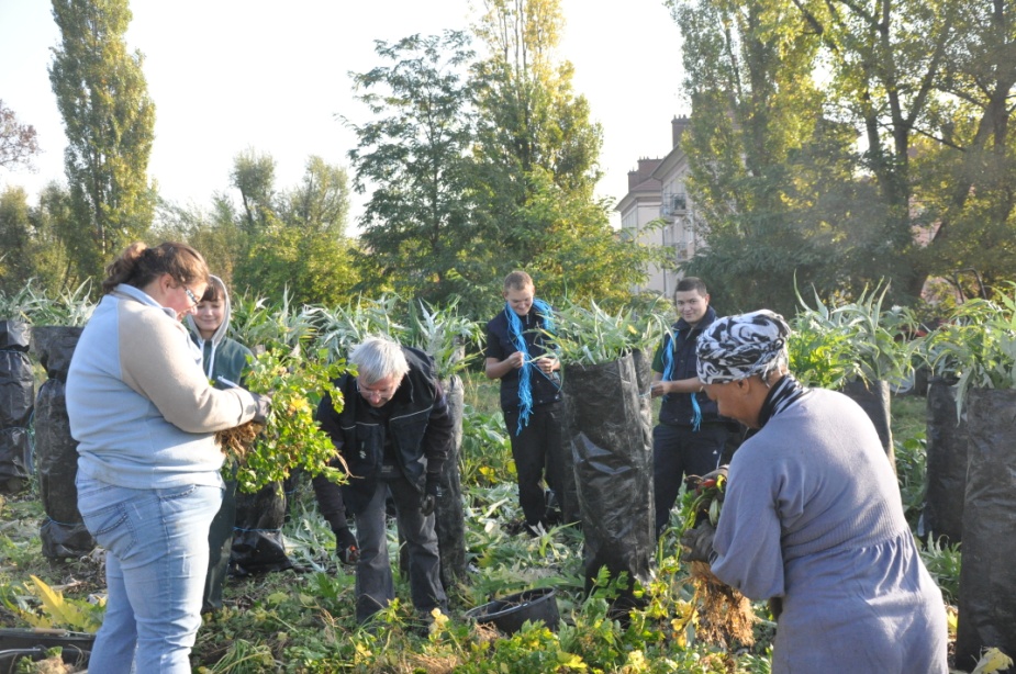 Sortie Maraichage